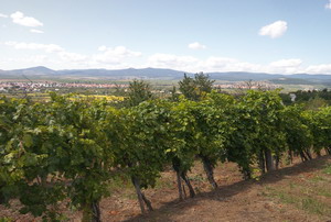 Kis-Benedek Pince