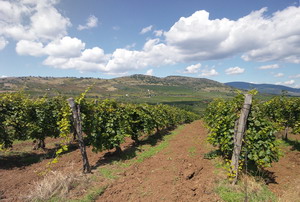 Kis-Benedek Pince