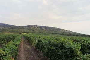 Kis-Benedek Pince
