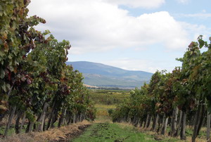 Kis-Benedek Pince