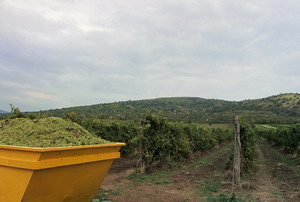 Kis-Benedek Pince