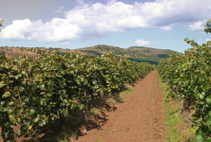 Kis-Benedek Pince